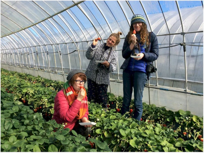 Touristes étrangers visitant le jardin de fraises de Mme Lan, à Dà Lat. Photo: Internet jardin-de-fraises-de-mme-lan.jpg