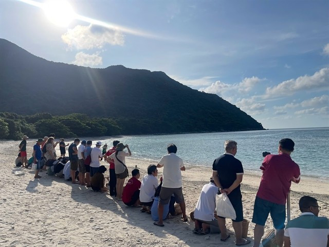 Un groupe de visiteurs observe le lâcher de bébés tortues marines sur l'île de Hon Bay Canh. Photo: VNA hon-bay-canh.jpg