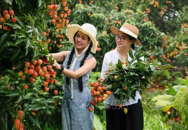 Au Vietnam, les litchis ne donnent leurs fruits qu’une fois par an, au mois de juin. Photo: VNA litchi-bac-giang.jpg