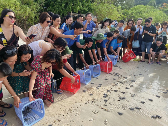 Touristes relâchant des bébés tortues dans la mer. Photo : CTV touristes-relachant-des-bebes-tortues-dans-la-mer.jpg