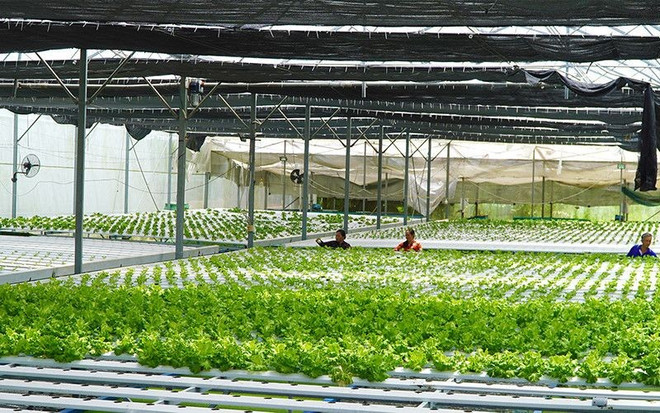 Un modèle de culture hydroponique de légumes associée à l’aquaponie biologique, développé par la société SARL des produits agricoles Dong Thap Aqua. Photo : NDEL culture-hydroponique-de-legumes-associee-a-laquaponie-biologique.jpg