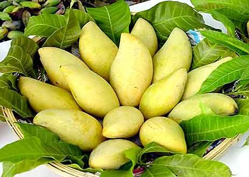 La mangue Hoa Lôc est l'une des variétés de mangue les plus connues du delta du Mékong, pour son arôme et sa douceur. Elle est originaire de la commune Hoa Hung, district de Cai Bè, province de Tiên Giang. Son nom est dérivé de l'ancien nom de la commune, où les alluvions qui s’y déposent sont particulièrement propices à sa culture mangue-hoa-loc.jpg