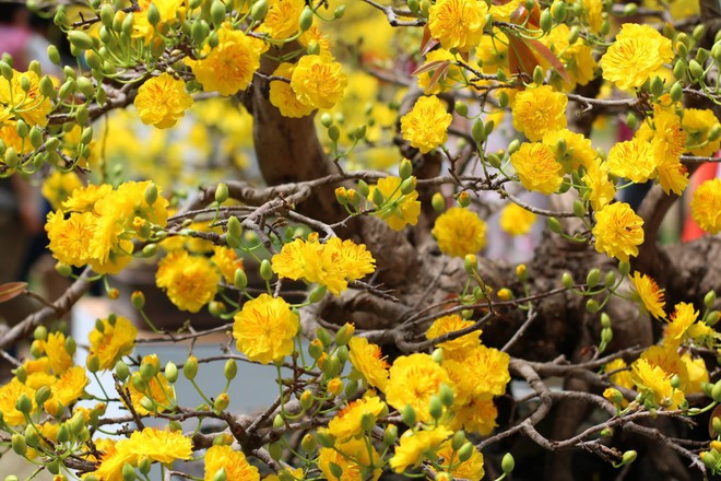 fleurs-dabricot-jaunes.jpg