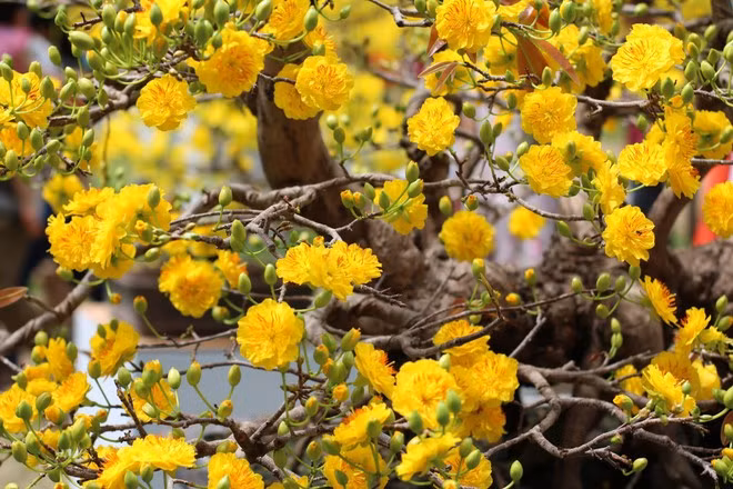 fleurs-dabricot-jaunes.jpg