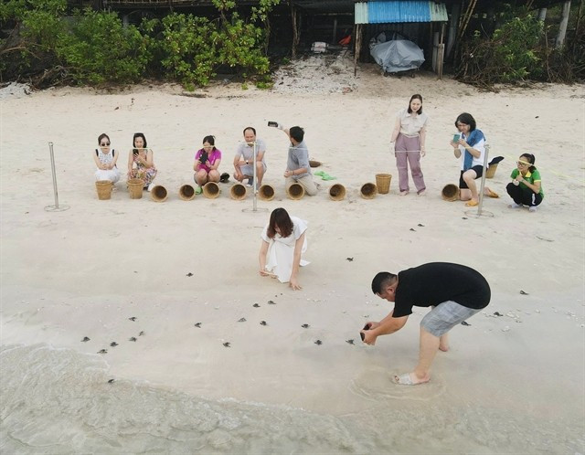 Des bébés tortues marines sont relâchés dans l'océan dans le cadre d'un programme de conservation sur l'île de Côn Dao. Photo: VNA bebes-tortues.jpg