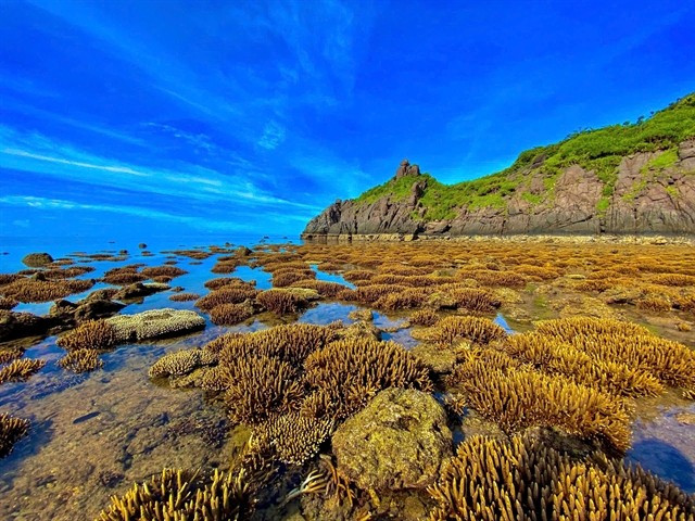 Un récif corallien exposé à marée basse dans les eaux de Côn Dao. Photo: VNA un-recif-corallien-con-dao-vna.jpg