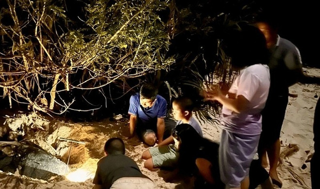 Des visiteurs observent des tortues marines pondre leurs œufs au Parc national de Côn Dao. Photo : VOV tortues-marines-pondre-leurs-ufs.jpg