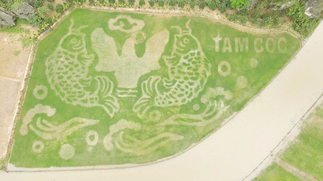 La rizière est cultivée pour générer l'image "Cá vượt vũ môn", sur une superficie de 10.000 m² le long de la rivière Ngô Dông. Photo : VNA riviere-ngo-dong.jpg