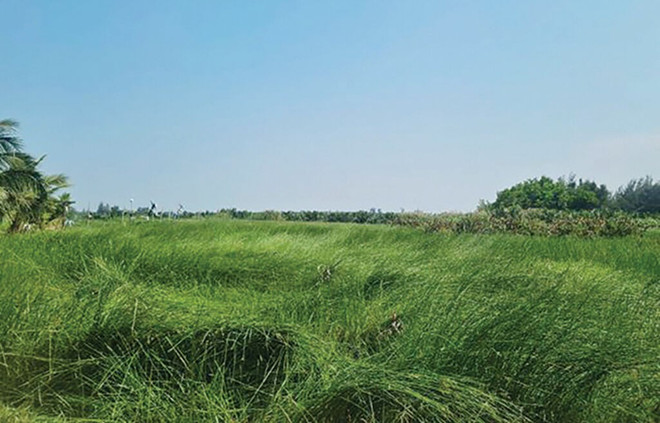 Champs de carex dans le hameau de Dông Binh, commune de Duy Vinh Photo : tourdanangcity.vn champs-de-carex.jpg