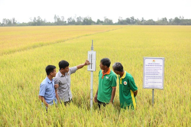 Conseils sur les procédés de riziculture de haute qualité et à faibles émissions. Photo : VietnamPlus riz.jpg