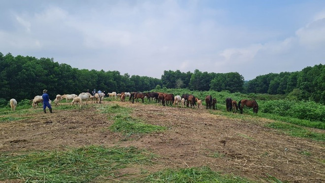 La ferme équestre de Ba Vân un lieu dédié à la recherche, la conservation et l’élevage de nombreuses races de chevaux. Photo: thainguyentourism.vn ferme-equestre-de-ba-van.jpg