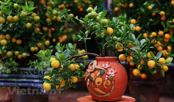 Pour le Têt ou Nouvel An lunaire, de nombreuses familles vietnamiennes achètent habituellement des kumquats chargés de fruits, symbole de prospérité et de plaisir, pour les mettre dans leurs maisons. Photo: VietnamPlus kumquat.jpg