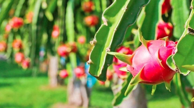 Fruit du dragon de Phan Thiêt. fruit-du-dragon.jpg