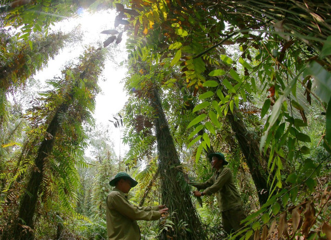 Les agents de la Réserve naturelle de Lung Ngoc Hoàng inspectent régulièrement la forêt. Photo: VNA les-agents-de-la-reserve-naturelle-de-lung-ngoc.jpg