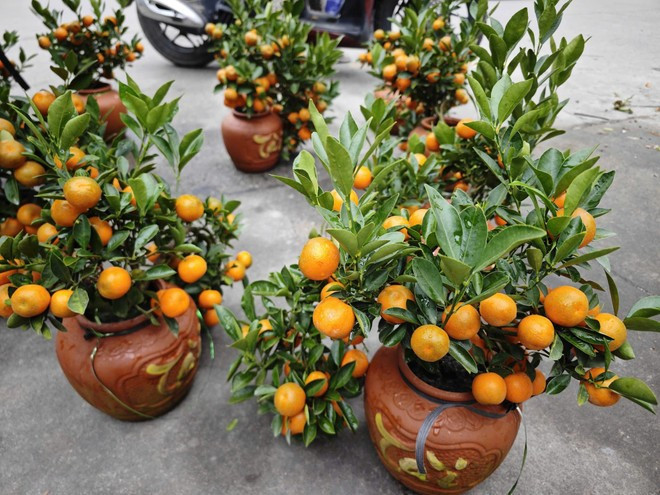 kumquat.jpg