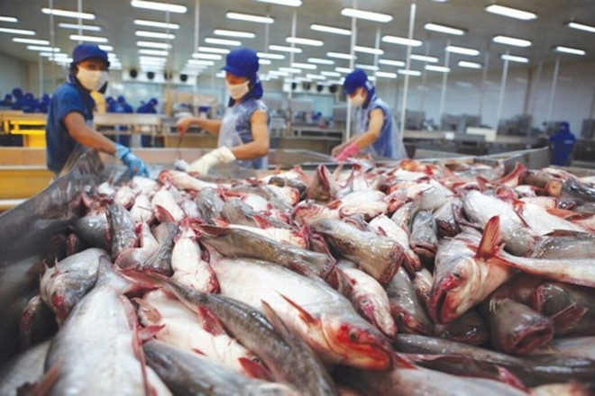 Transformation de pangasius pour l'exportation. Photo : VNA transformation-de-pangasius-pour-lexportation.jpg