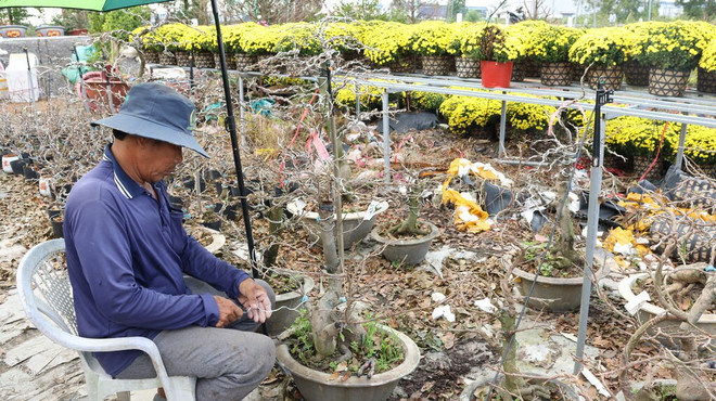 L'horticulteur Huu Duc enfile des files métalliques pour façonner des abricotiers sous forme de bonsaïs. Photo: CVN huu-duc.jpg