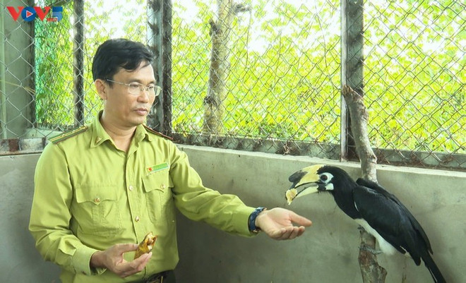 Un oiseau en bonne santé, pris en charge au Jardin de collecte végétale et le centre de sauvetage animal, avant d’être relâché dans le Parc national de Cat Tiên. Photo: VOV centre-de-sauvetage-animal.jpg