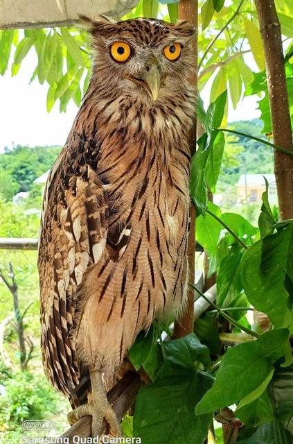 Un spécimen de dù dì phương Đông (Ketupa zeylonensis orientalis) dans la réserve naturelle de Đakrông. Photo : VNA du-di-phuong-dong.jpg