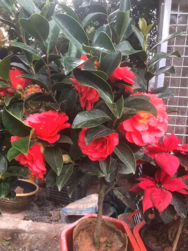 camelias.jpg