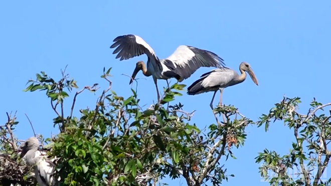 Des espèces d’oiseaux rares vivent dans la zone écotouristique Mua Xuan. Photo : NDEL especes-doiseaux-rares.png