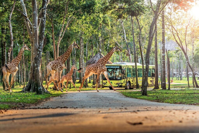Girafes dans le safari à Phu Quôc. Photo : Vinpearl girafes-dans-le-safari-a-phu-quoc.jpg