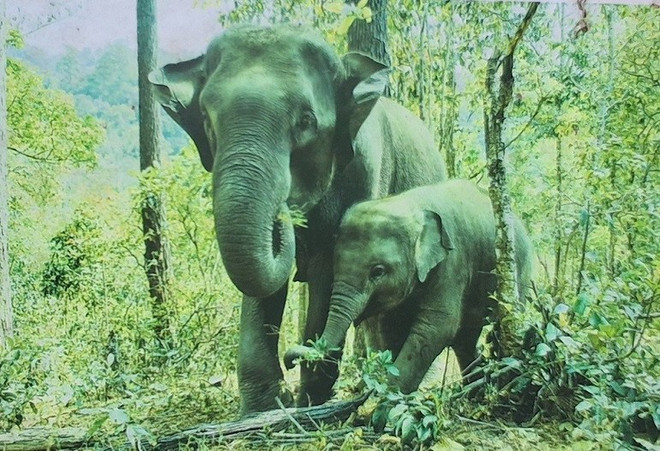 La sculpture de deux éléphants – une mère éléphante et son petit – conçue à partir de pièges à animaux s’inspire d’une scène réelle observée dans le parc national de Pu Mat. la-sculpture-de-deux-elephants.jpg