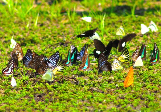 Plus on s'enfonce dans la forêt, plus on voit de papillons. Photo: giaoducthoidai.vn giaoducthoidaivn.jpg