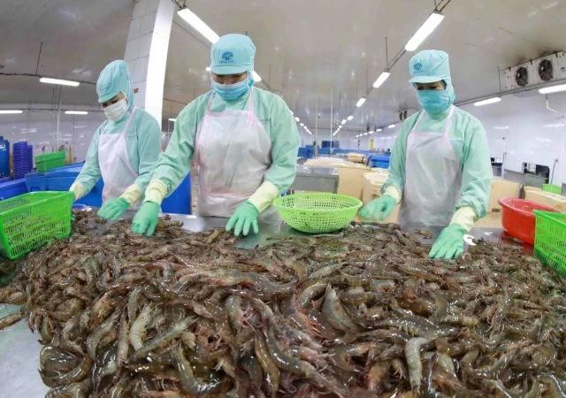 Les grands marchés comme l’UE, les États-Unis ou le Japon exigent des normes strictes en sécurité alimentaire, durabilité et environnement. Photo : VNA crevettes.jpg