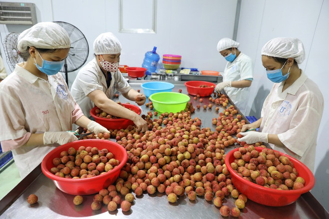 Sélection manuelle de litchis de haute qualité à la société par actions Global Food Import-Export, dans le district de Luc Ngan, province de Bac Giang. Photo : VNA selection-manuelle-de-litchis.jpg