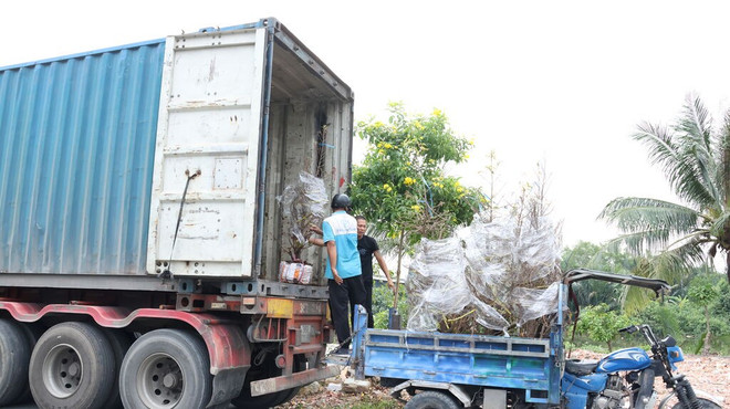 Des abricotiers de Bình Loi sont transportés vers le Nord. Photo: CVN abricotiers-de-binh-loi.jpg
