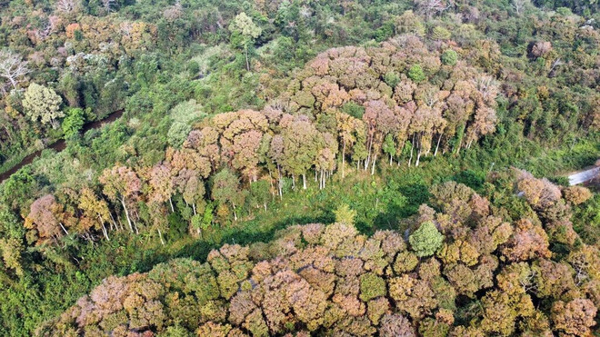 Le parc national Chu Mom Ray, province de Kon Tum, sur les Hauts Plateaux du Centre. Photo : VNA parc-national-chu-mom-ray.jpg