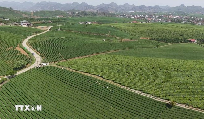 Champs de thé sur le plateau de Moc Chau. Photo : VNA moc-chau.jpg