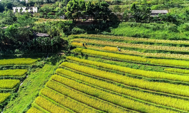 Dans les champs en terrasses dans la commune de Miên Dôi. Photo : baotintuc.vn champs-en-terrasses-de-mien-doi.jpg