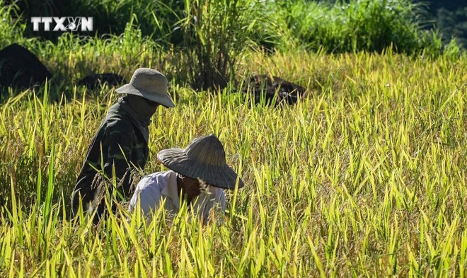Récolte du riz dans les champs en terrasses dans la commune de Miên Dôi. Photo : baotintuc.vn recolte-mien-doi.jpg