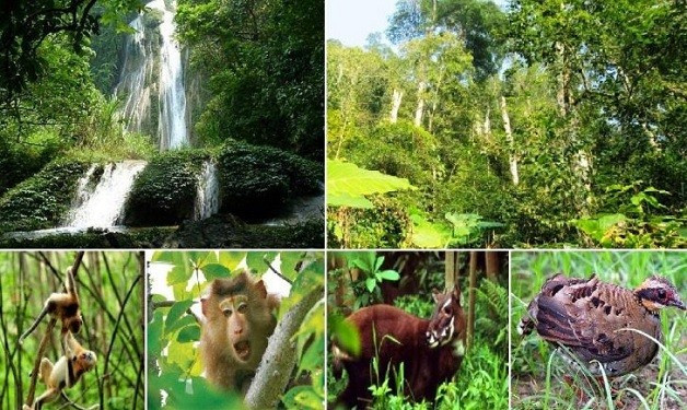 Système de faune et de flore dans le Parc national de Phong Nha – Ke Bang. Photo : phongnhakebang.vn systeme-de-faune-et-de-flore-dans-le-parc-national-de-phong-nha-ke-bang.jpg