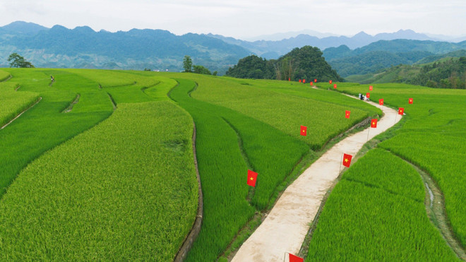 La route bordée de drapeaux vietnamiens serpentant sur plus d’un kilomètre au milieu des rizières en terrasses du village de Suôi Lin. route-bordee-de-drapeaux-vietnamiens.jpg