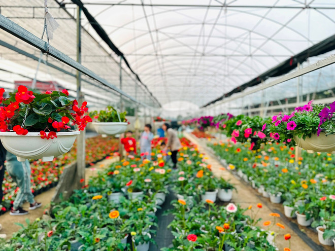 Village artisanal de fleurs et de plantes ornementales de Tich Giang, commune de Phuc Tho. Photo: hanoimoi.vn commune-tich-giang-phuc-tho.jpg