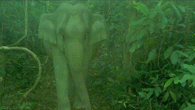 Une photo de la mère éléphante. Photo : Zone de conservation des espèces et de l'habitat des éléphants elephant-da-nang.jpg