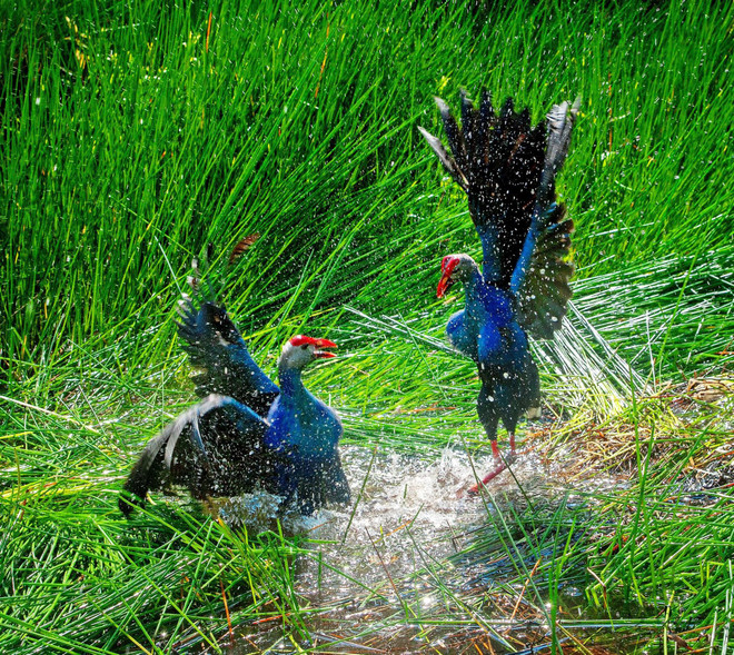 La talève sultane (Porphyrio porphyrio) ou poule sultane, dans la forêt d’U Minh Ha. Photo : baocamau.vn trich-co-baocamau.jpg