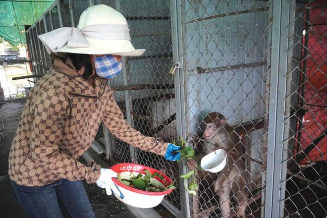 Trân Thi Hông donne à manger à un singe. Photo : CTV/CVN un-singe-soigne-par-tran-thi-hong.jpg