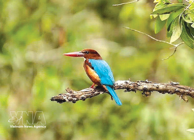 vnanet-foret-de-tra-su.jpg