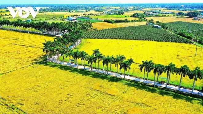 La rue Ông Dô Nghi de Tân Tru bordée d'environ 300 aréquiers, est aujourd'hui une destination touristique. Photo : VOV la-rue-ong-do-nghi-de-tan-tru.jpg
