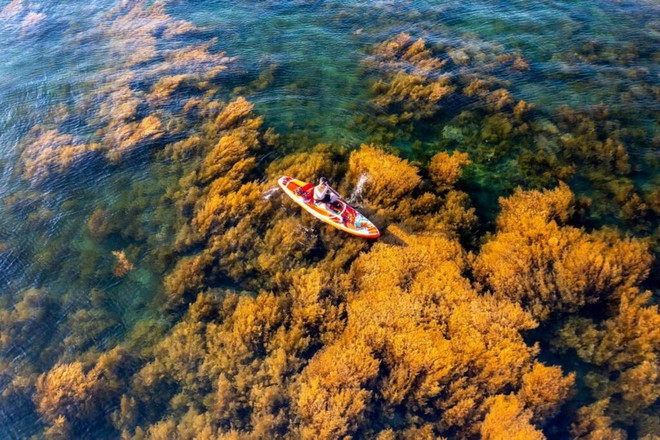 Des sargasses dorés dans les eaux de Nhon Hai. Photo : BQT des-sargasses-dores-dans-les-eaux-de-nhon-hai.jpg
