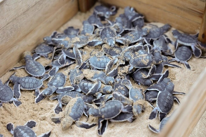 De mars à octobre est la saison de nidification des tortues de mer. Des centaines reviennent sur les plages du parc national de Con Dao pour y pondre. Photo : Six Senses Con Dao nidification-des-tortues-de-mer.jpg