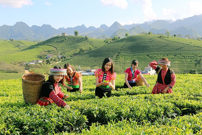 Cueillette du thé à Son La. Photo: thiennhienmoitruong.vn the-son-la.jpg