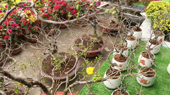 Des abricotiers sont mis en vente à Binh Loi. Photo: CVN des-abricotiers-sont-mis-en-vente-a-binh-loi.jpg