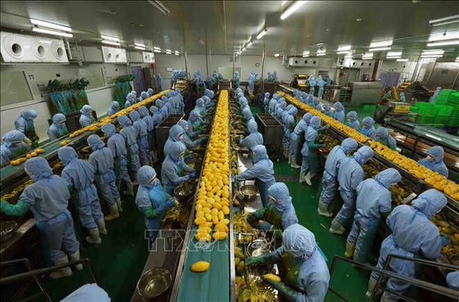Chaîne de transformation de produits agricoles destinés à l’exportation vers le Japon, les États-Unis et l’Europe chez B’LaoFood, dans la province de Lâm Dông. Photo : VNA blaofood.jpg