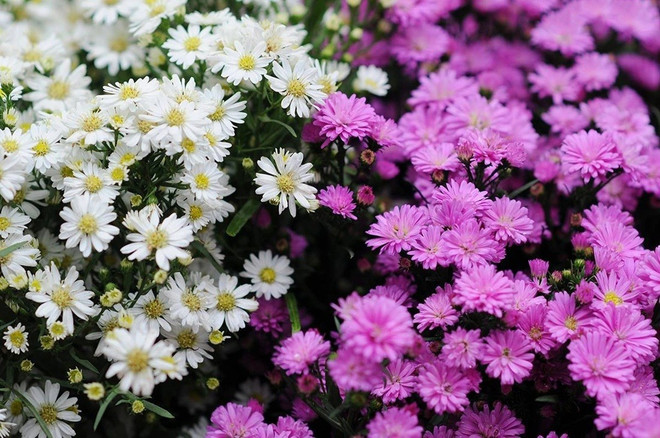 asters-dautomne.jpg
