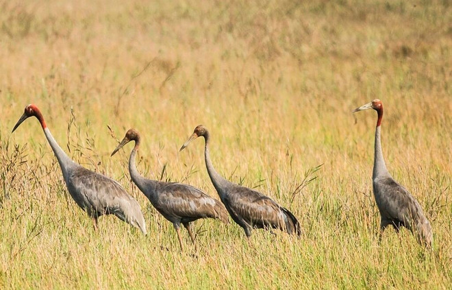 Grues à couronne rouge au Parc national de Tràm Chim à Dông Tháp (Sud). Photo : CTV grues-a-couronne-rouge.jpg